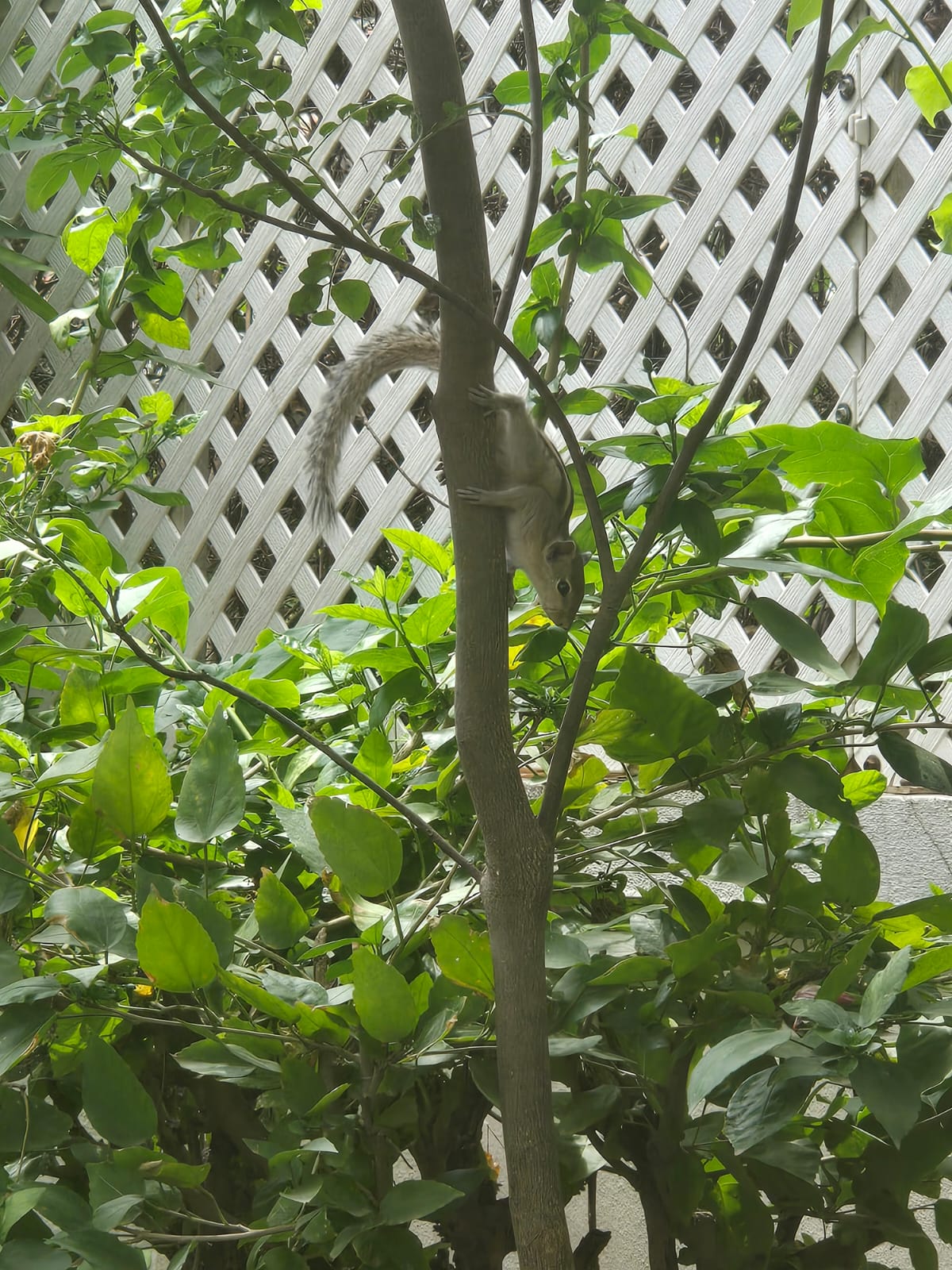 Fresh Greenery